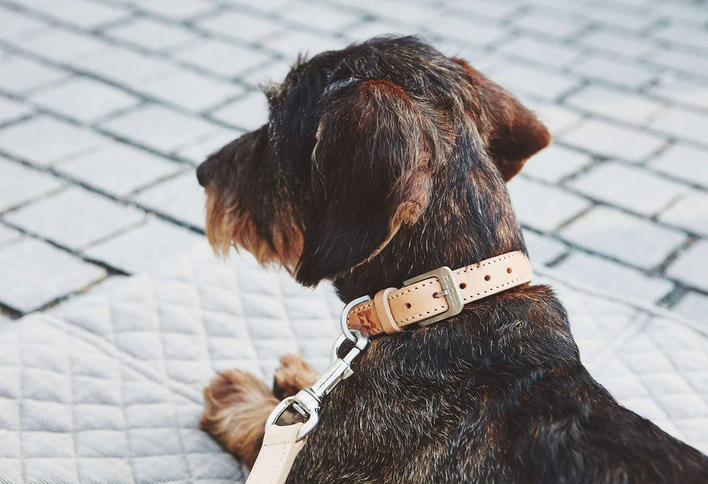Brown Extra Large Dog Collar U15570
