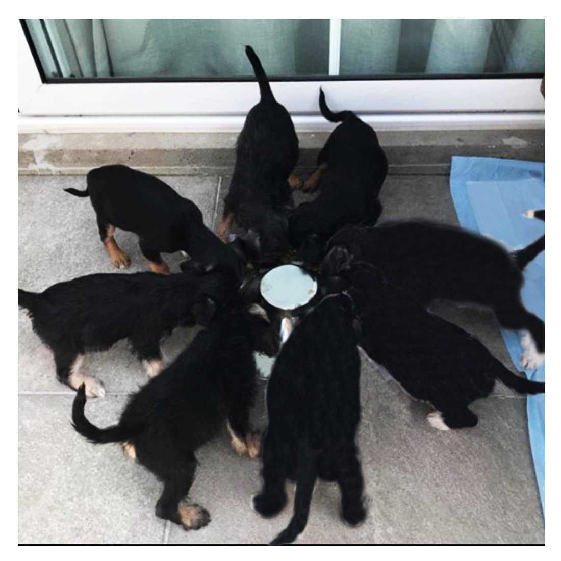 Puppy Feeding Bowls for Small Dogs Q6403