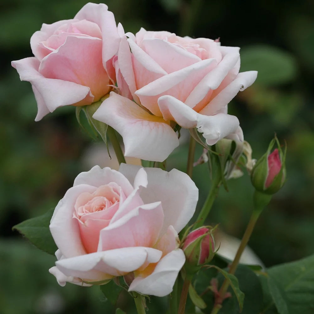 Live Rose Plant B436911