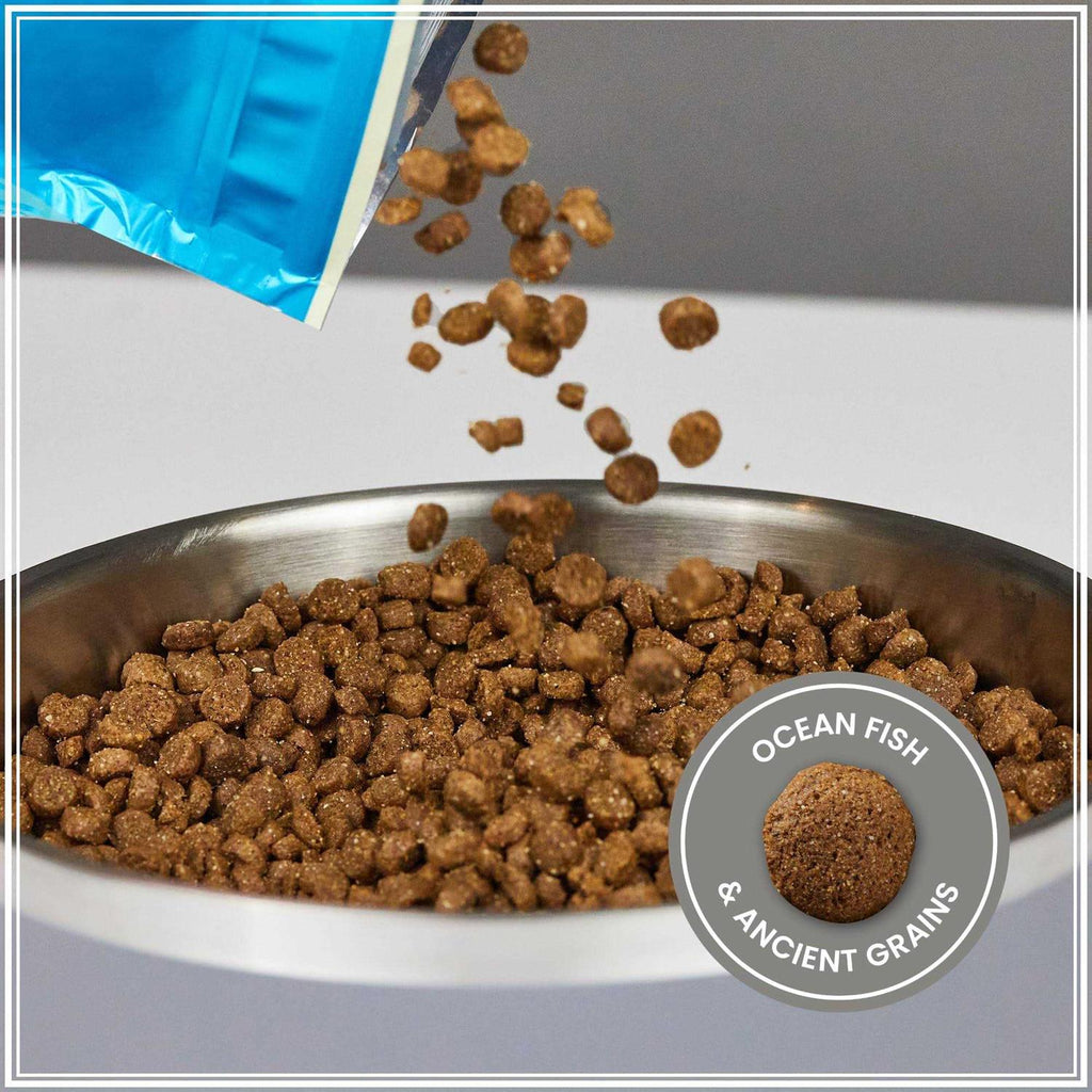 Ancient Grains with Ocean Fish Dog Food L411338