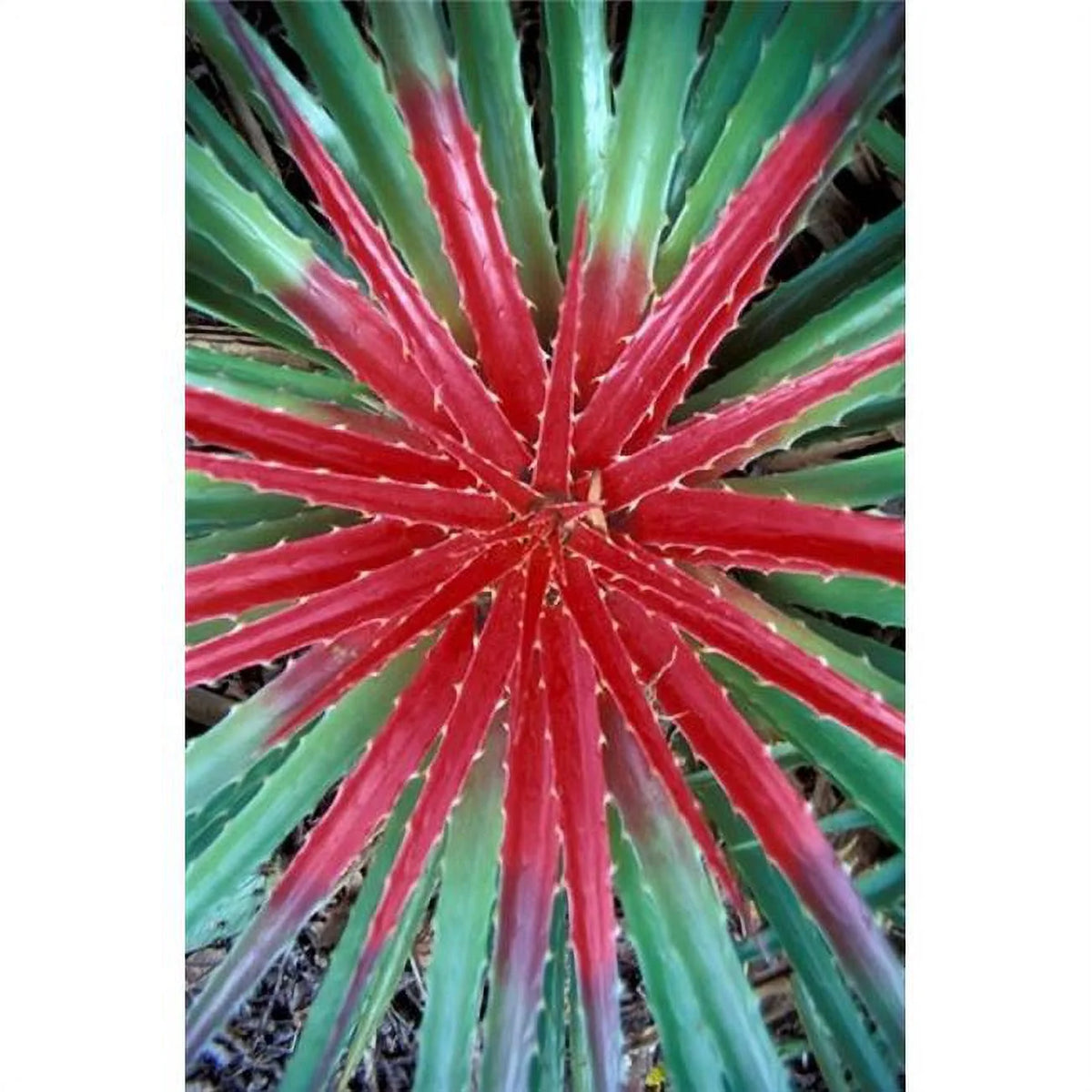 Cactus Detail National Park Curacao Caribbean Poster Print 18 x 27 in. K43718