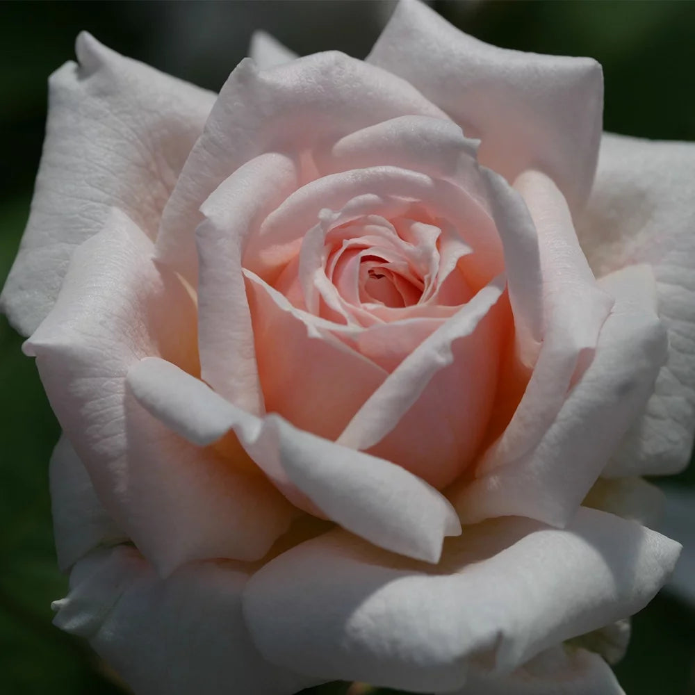 Live Rose Plant B436911