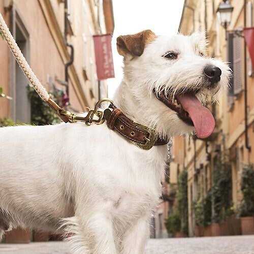 Genuine Embossed Italian Leather Dog Collar J126