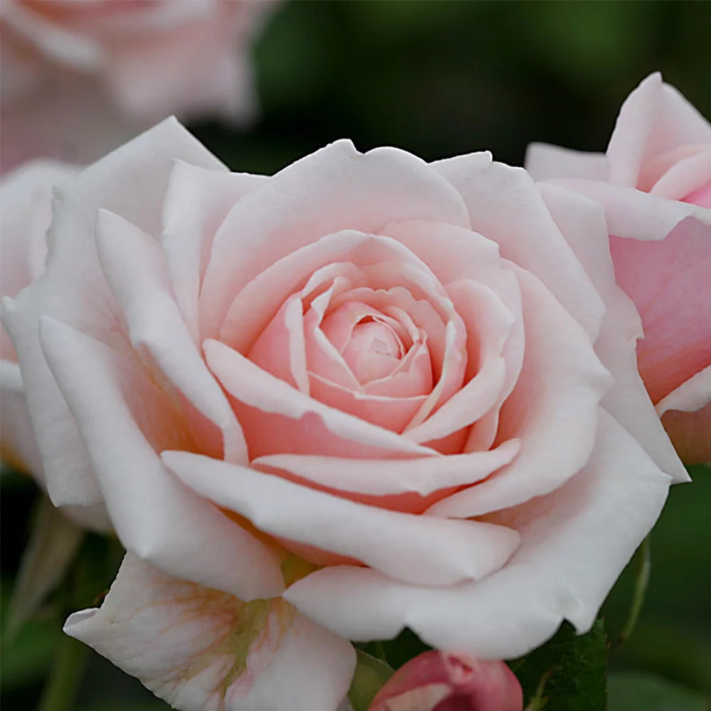 Live Rose Plant B436911